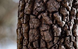 Preview wallpaper tree, bark, texture, macro, brown