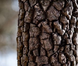 Preview wallpaper tree, bark, texture, macro, brown