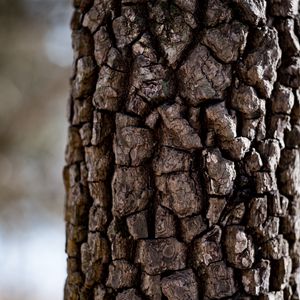 Preview wallpaper tree, bark, texture, macro, brown