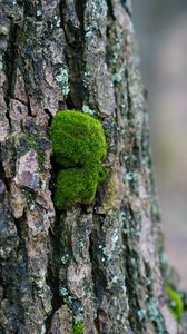 Preview wallpaper tree bark, wood, moss