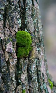 Preview wallpaper tree bark, wood, moss