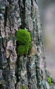 Preview wallpaper tree bark, wood, moss