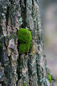 Preview wallpaper tree bark, wood, moss