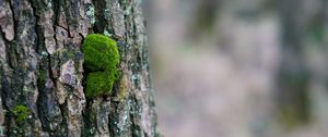 Preview wallpaper tree bark, wood, moss