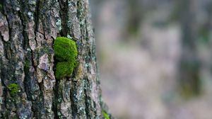 Preview wallpaper tree bark, wood, moss