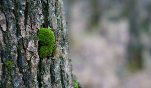 Preview wallpaper tree bark, wood, moss