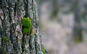 Preview wallpaper tree bark, wood, moss