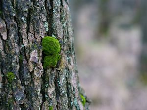 Preview wallpaper tree bark, wood, moss