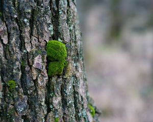 Preview wallpaper tree bark, wood, moss