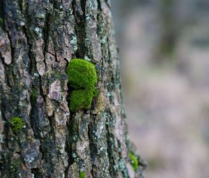 Preview wallpaper tree bark, wood, moss