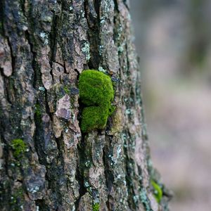 Preview wallpaper tree bark, wood, moss