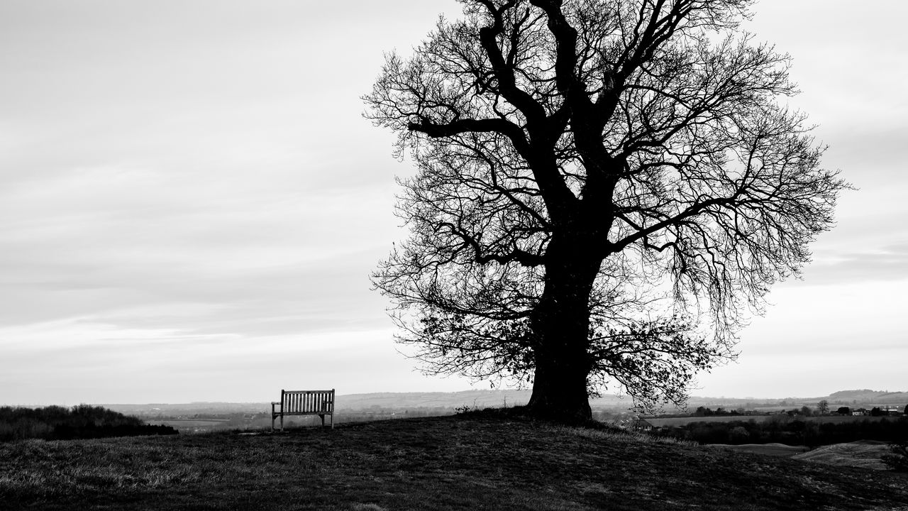 Wallpaper tree, bench, bw, horizon