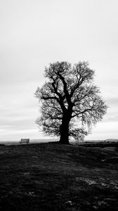 Preview wallpaper tree, bench, bw, horizon