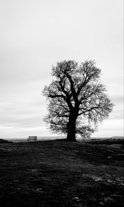 Preview wallpaper tree, bench, bw, horizon