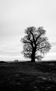 Preview wallpaper tree, bench, bw, horizon