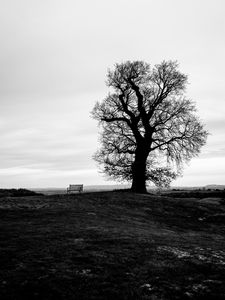 Preview wallpaper tree, bench, bw, horizon