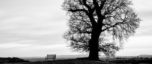 Preview wallpaper tree, bench, bw, horizon
