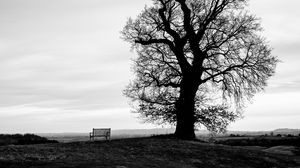 Preview wallpaper tree, bench, bw, horizon