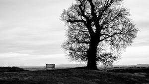 Preview wallpaper tree, bench, bw, horizon