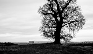 Preview wallpaper tree, bench, bw, horizon