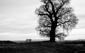 Preview wallpaper tree, bench, bw, horizon