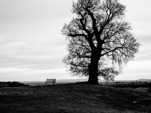 Preview wallpaper tree, bench, bw, horizon