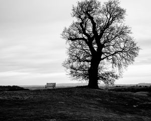 Preview wallpaper tree, bench, bw, horizon