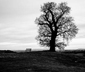 Preview wallpaper tree, bench, bw, horizon