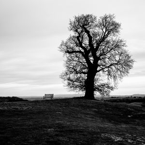 Preview wallpaper tree, bench, bw, horizon