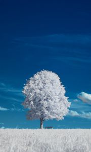 Preview wallpaper tree, bench, field, landscape, inversion