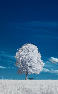 Preview wallpaper tree, bench, field, landscape, inversion