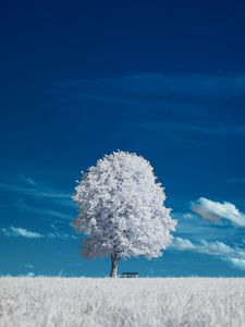 Preview wallpaper tree, bench, field, landscape, inversion