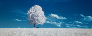 Preview wallpaper tree, bench, field, landscape, inversion