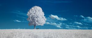 Preview wallpaper tree, bench, field, landscape, inversion