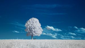 Preview wallpaper tree, bench, field, landscape, inversion