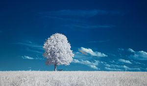 Preview wallpaper tree, bench, field, landscape, inversion