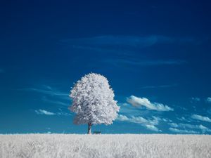 Preview wallpaper tree, bench, field, landscape, inversion