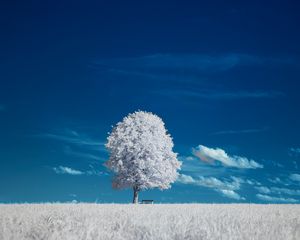 Preview wallpaper tree, bench, field, landscape, inversion