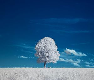 Preview wallpaper tree, bench, field, landscape, inversion