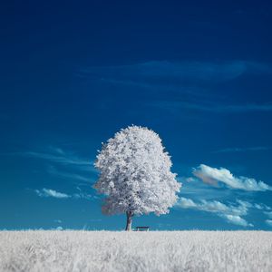 Preview wallpaper tree, bench, field, landscape, inversion