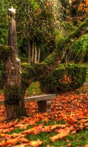 Preview wallpaper tree, bench, leaves