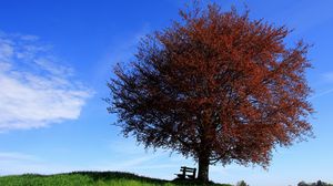 Preview wallpaper tree, bench, lonely, slope