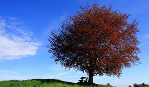 Preview wallpaper tree, bench, lonely, slope