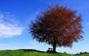 Preview wallpaper tree, bench, lonely, slope