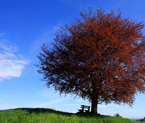 Preview wallpaper tree, bench, lonely, slope