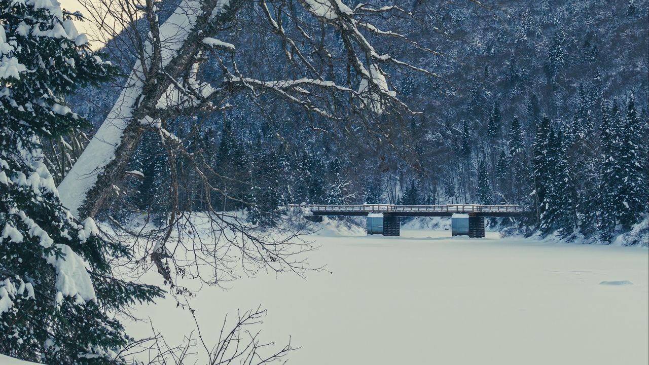 Wallpaper tree, bench, snow, winter, nature