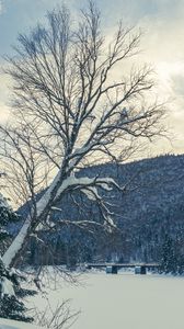 Preview wallpaper tree, bench, snow, winter, nature