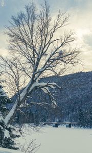 Preview wallpaper tree, bench, snow, winter, nature