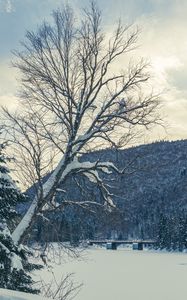 Preview wallpaper tree, bench, snow, winter, nature