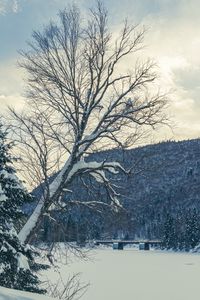 Preview wallpaper tree, bench, snow, winter, nature